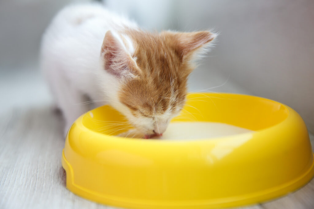 Is It Safe For Cats To Drink Milk?