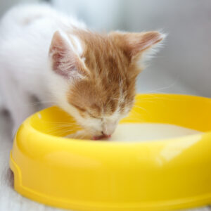 cat drinking milk