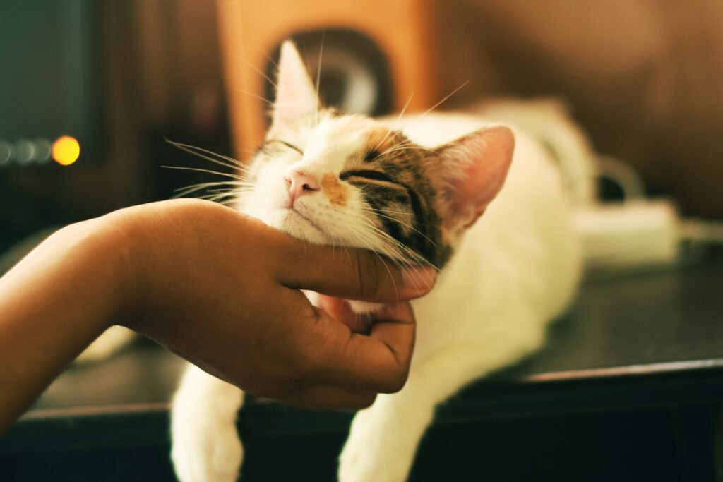 Can Cats Sense Emotions In Humans?