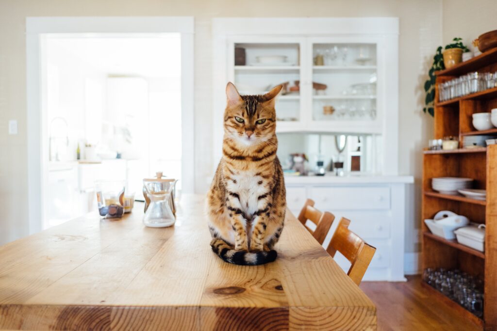 How Can I Prevent My Cat From Climbing The Curtains Or Furniture?