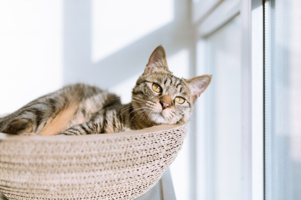 How Can I Tell If My Cat Is In Pain Or Sick?