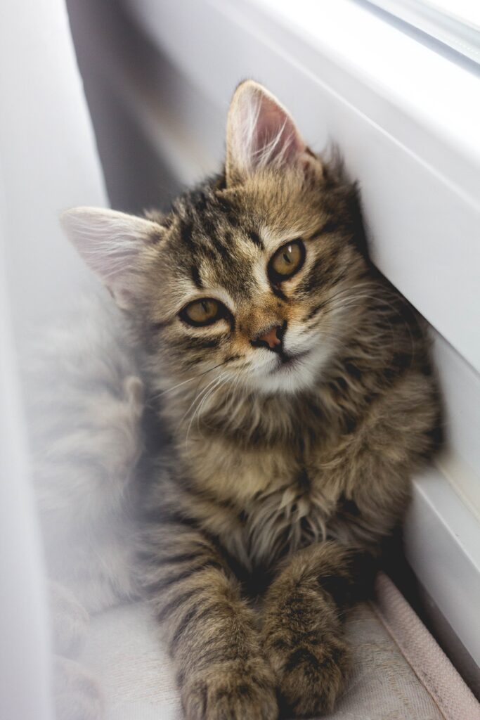 How Do You Handle A Cat That Is Aggressive Or Bites?