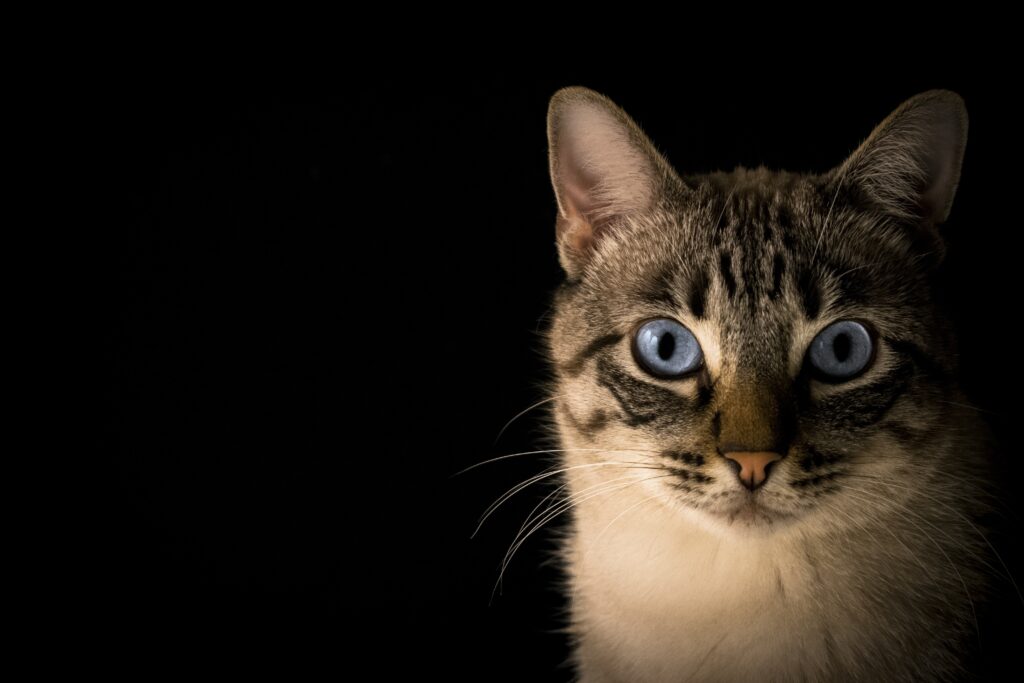 How Do You Handle A Cat That Is Aggressive Or Bites?