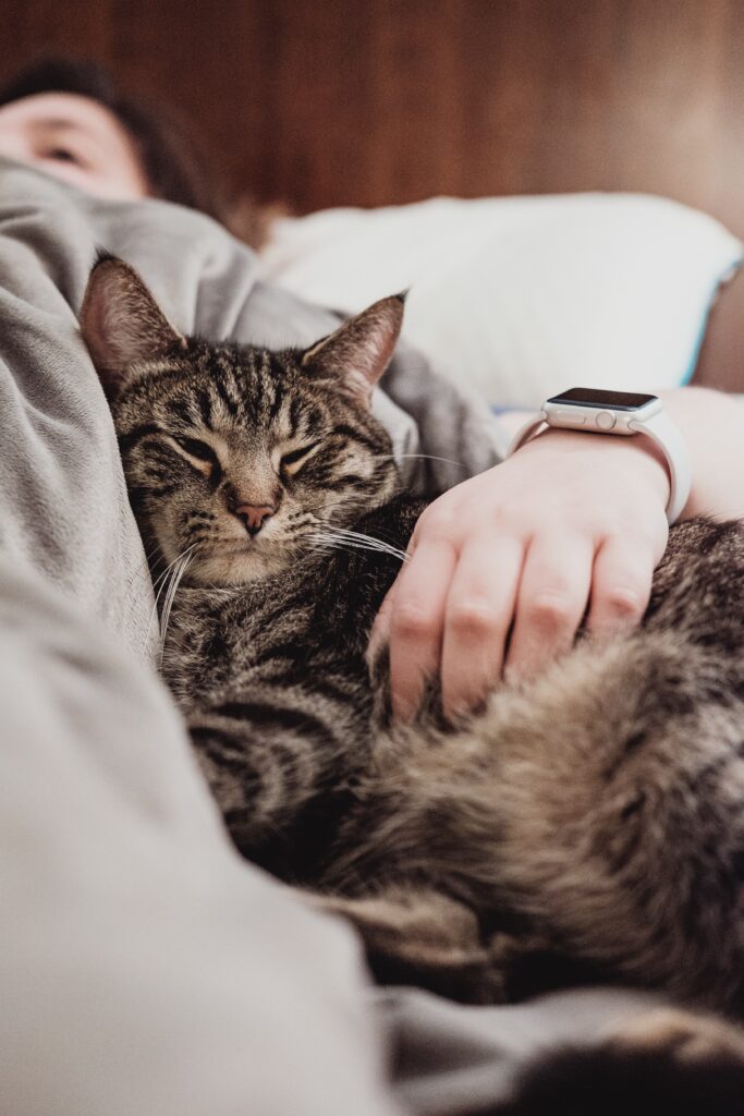 How Do You Handle A Cat That Is Aggressive Or Bites?