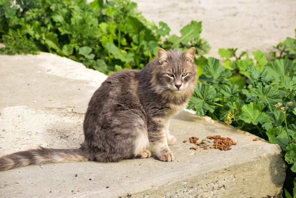 How Does Spaying Or Neutering Affect A Cats Behavior?