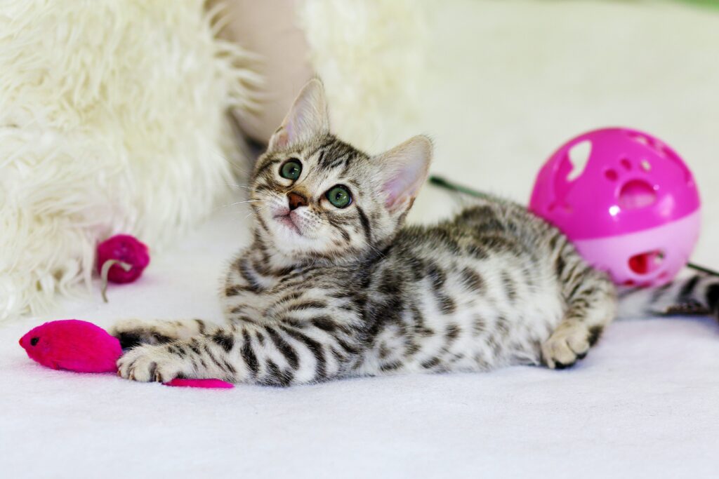 How Often Should I Take My Cat To The Veterinarian?