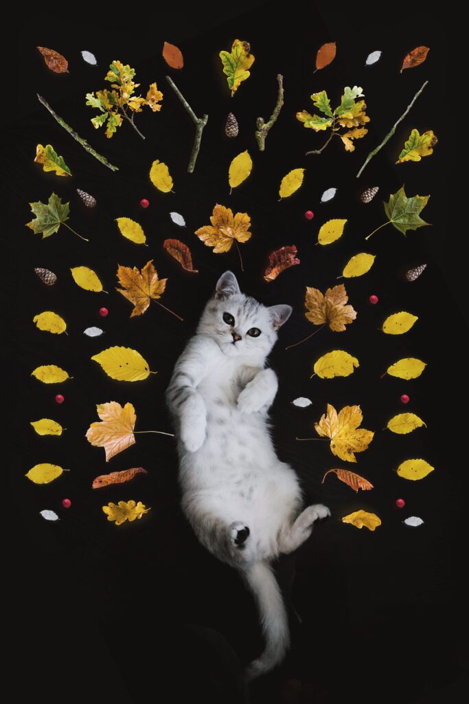 How Often Should I Take My Cat To The Veterinarian?