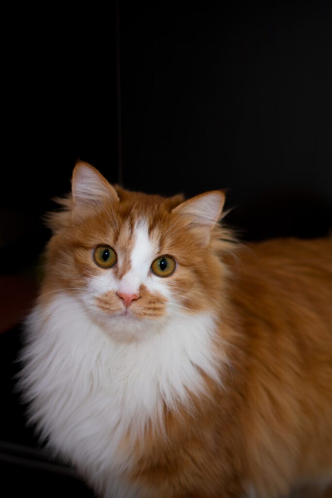 How Often Should I Take My Cat To The Veterinarian?