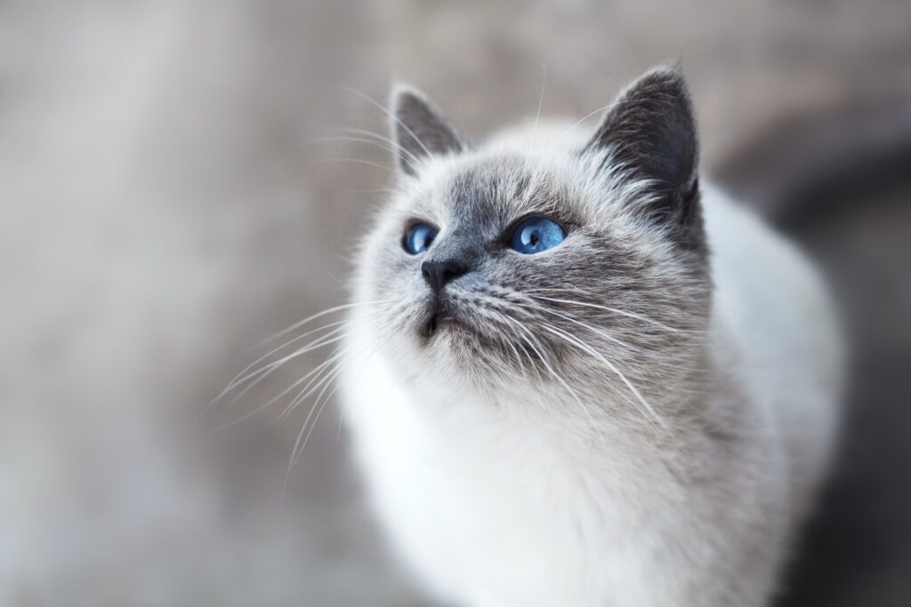 Is It Necessary To Bathe My Cat?