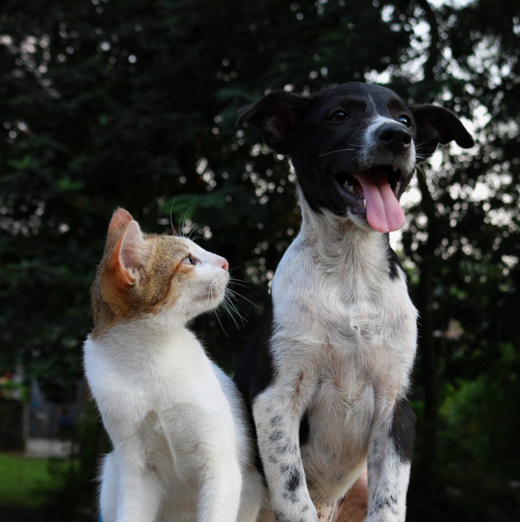 Is It Safe For Cats To Eat Plants?