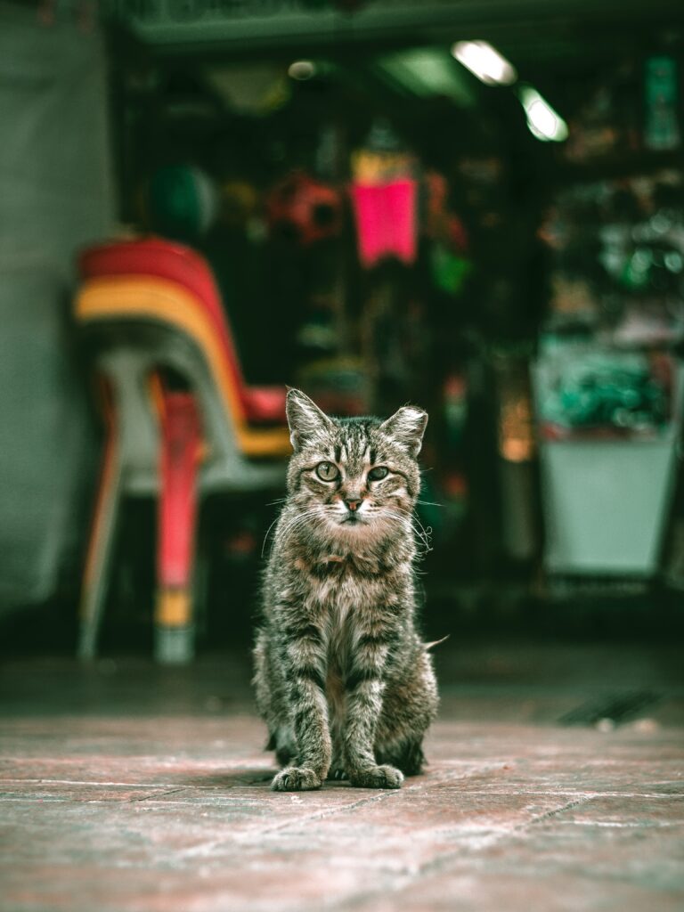 What Is Catnip And Why Do Some Cats Go Crazy For It?