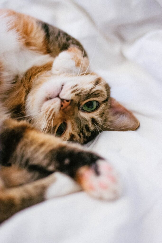 What Is Catnip And Why Do Some Cats Go Crazy For It?