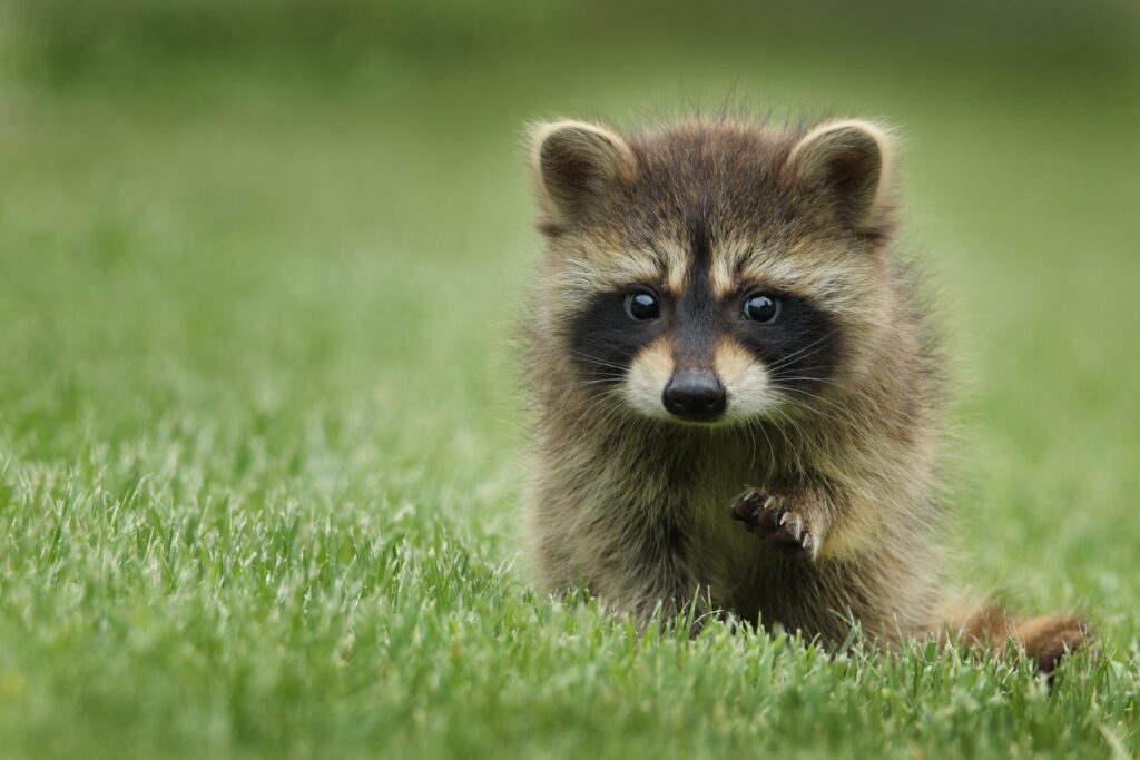 Why Do Cats Chase Their Own Tails?