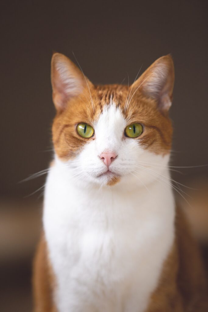 Why Do Cats Knead With Their Paws?