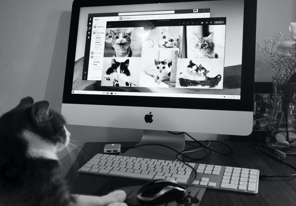 Why Do Cats Knead With Their Paws?