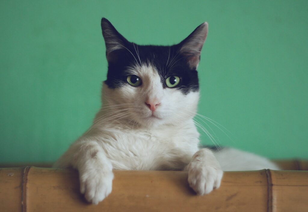 Why Do Cats Purr And What Does It Mean?