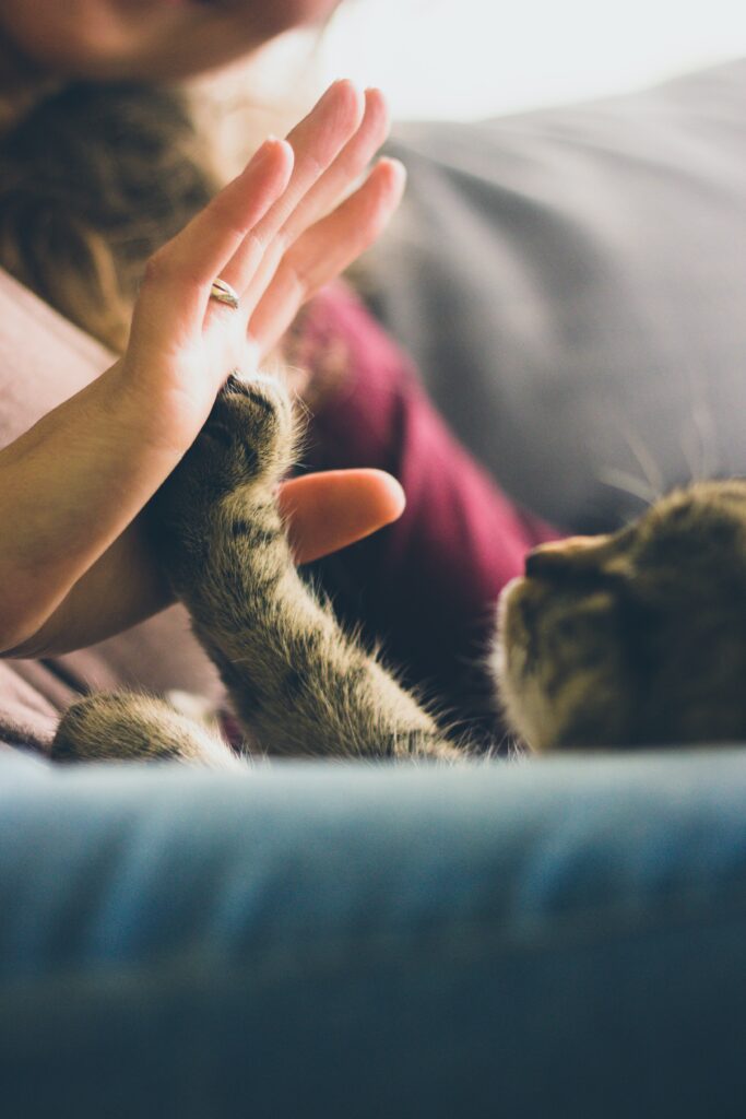 Why Do Cats Sometimes knead People With Their Paws?